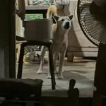 สุนัขพันธุ์ไทยสีขาวเฝ้าศพเจ้าของหญิงชราวัย 77 ปีภายในบ้านที่นนทบุรี