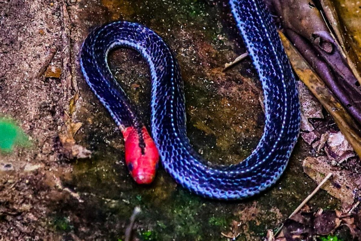 งูสามเหลี่ยมหัวแดง แก่งกระจาน พบในอุทยานแห่งชาติ