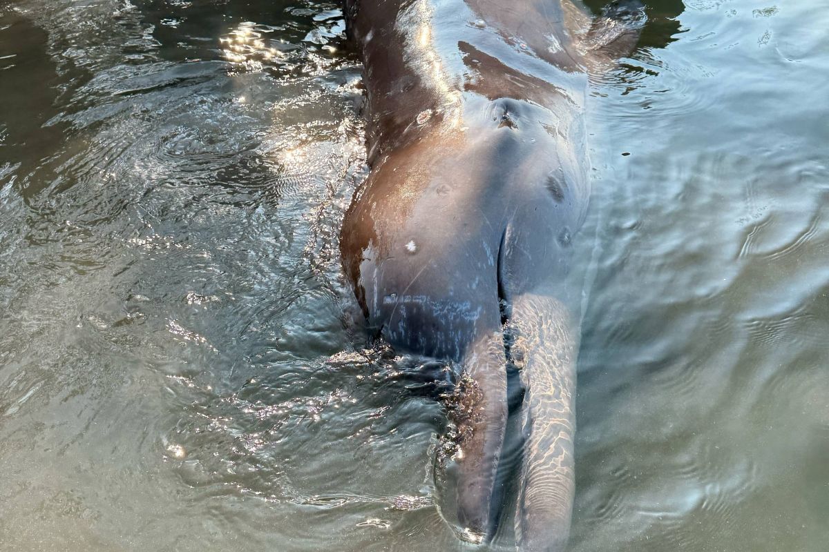 วาฬจงอยยาวลองแมนในประเทศไทย ครั้งแรกในไทย เพิ่ม