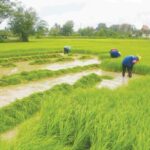 วิถีข้าว วิถีชีวิตไทย กับการทำนาแบบดั้งเดิม